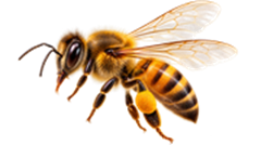 The Jungle Honey