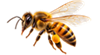 The Jungle Honey