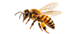 The Jungle Honey