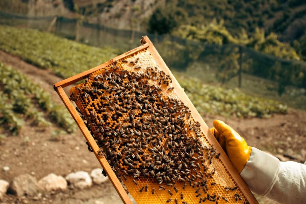The Jungle Honey